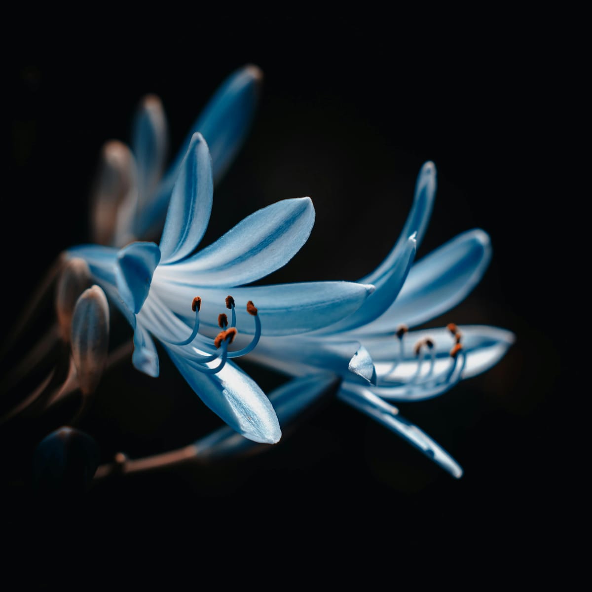 دانش عزیز avatar